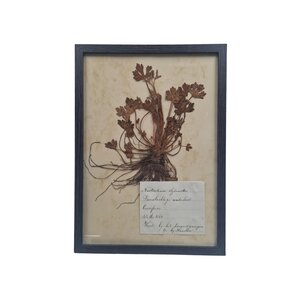Antieke Botanische lijst (E)