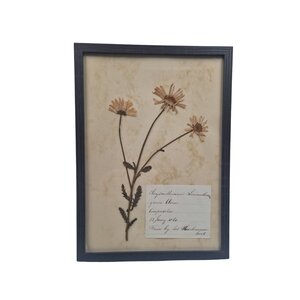 Antieke Botanische lijst (H)