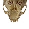 Human skull (B)