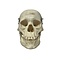 Human skull (B)