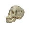 Human skull (B)