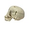 Human skull (B)