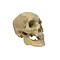 Real Human skull (D)