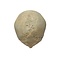 Real Human skull (D)