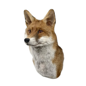 Präparierte Fuchs (Schultermount)
