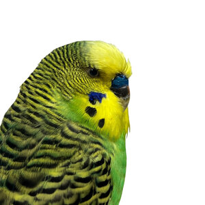 Opgezette groene grasparkiet