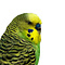 Opgezette groene grasparkiet