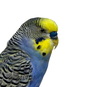 Opgezette blauwe grasparkiet