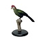 Mounted red-crested turaco