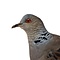Mounted Oriental Turtle-Dove