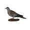 Mounted European turtle dove
