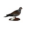Mounted European turtle dove