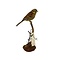 Mounted Cirl bunting