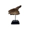 Fossil Cave bear jaw piece on stand (A)