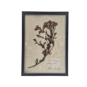 Antieke Botanische lijst (B)