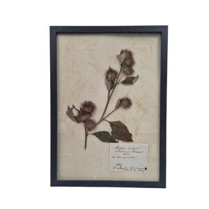 Antiker botanischer Rahmen (G)