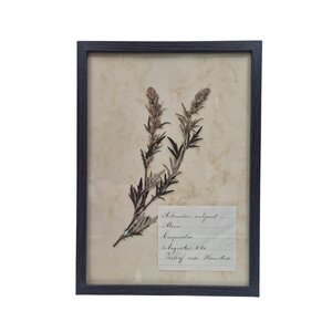 Antieke Botanische lijst (H)