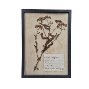Antiker botanischer Rahmen (I)