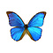 Morpho menelaus ongeprepareerd