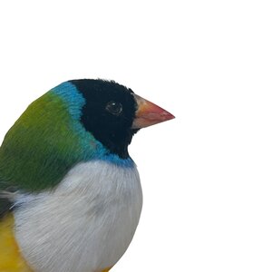Opgezette Gouldamadine (B)