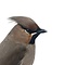 Opgezette pestvogel in stolp