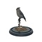 Mounted bohemian waxwing in glass dome