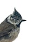 Mounted crested tit