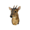 Mounted muntjac trophy