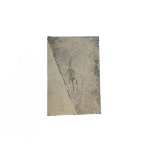 Fossil of a Keichousaurus (C)