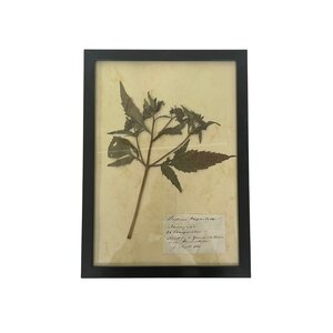 Antieke Botanische lijst (H)