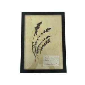 Antieke Botanische lijst (L)