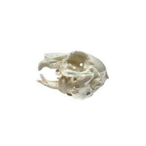 Skull rabbit Slobbers teeth