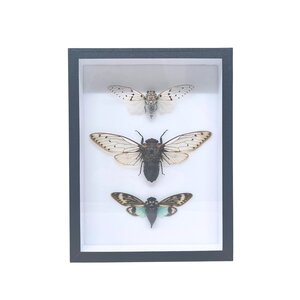 3 cicades in insectendoos
