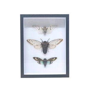 3 Zikaden in Insektenbox