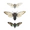 3 cicadas in insect box