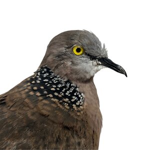 Mounted Spotted dove