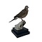 Mounted Spotted dove