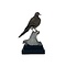 Mounted Spotted dove