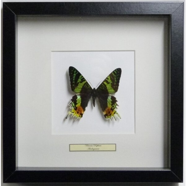 Urania ripheus - bovenkant