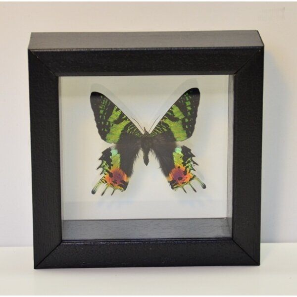 Urania ripheus - upperside