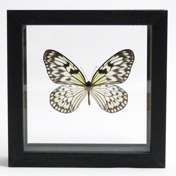 Idea blanchardi marosiana