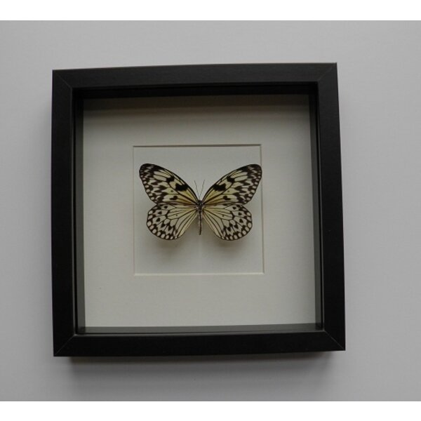 Idea blanchardi marosiana