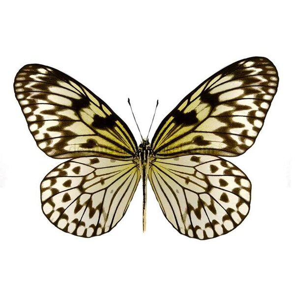 Idea leuconoe obscura