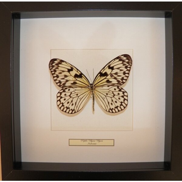 Idea leuconoe obscura