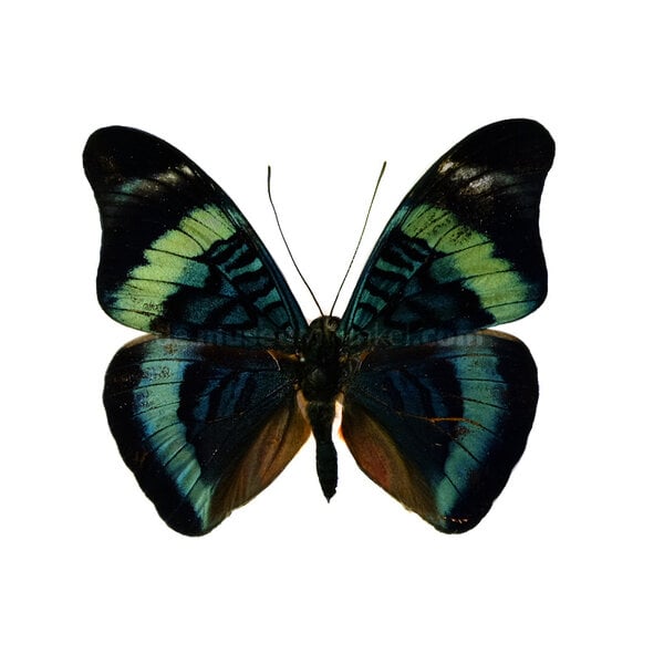 Panacea prola - upperside