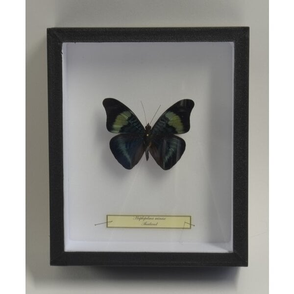 Panacea prola - Kopfseite