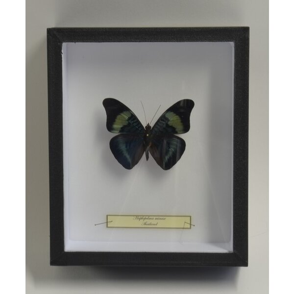 Panacea prola - upperside