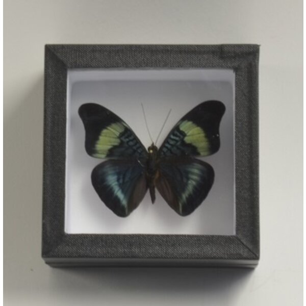 Panacea prola - bovenkant