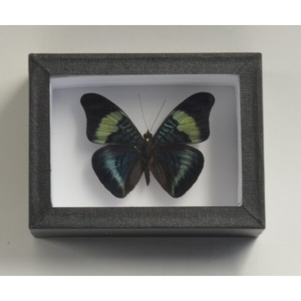 Panacea prola - Kopfseite