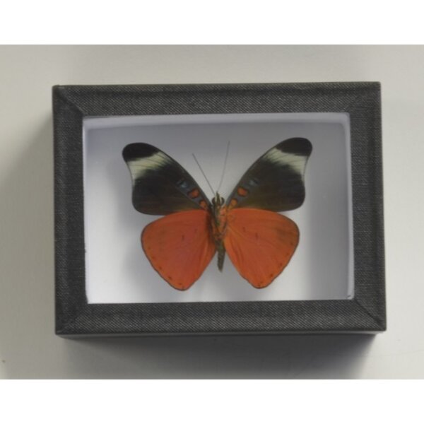 Panacea prola - downside